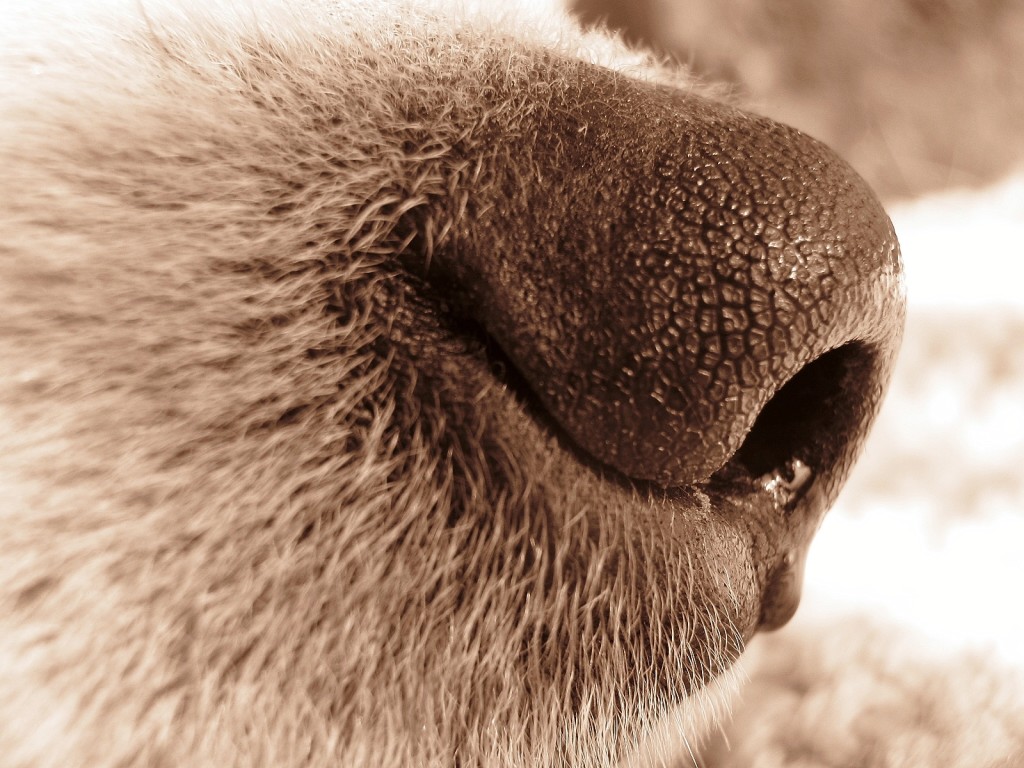 Nærbilde av nesetippen til en hund.