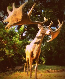 Megaloceros giganteus