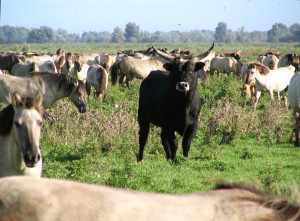 Horses and cattle graze in the Oostvaardersplassen, Dutch nature reserve.