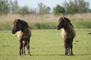 Horses in the Dutch nature reserve Oostvaardersplassen.