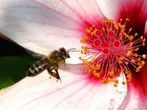 Nærbilde av en bie som går inn for landing på en rødlig hibiskusblomst.