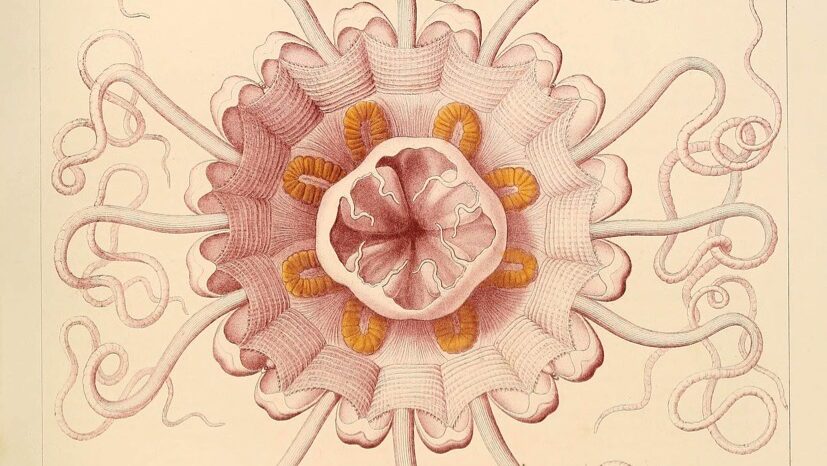 Periphylla Mirabilis (1882) by Ernst Haeckel and Adolf Giltsch.