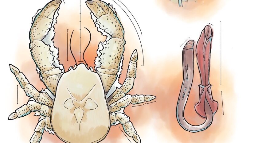 Illustrasjon: Petter Nordenhaug