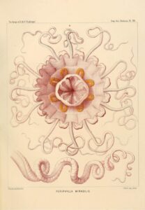 This image has an empty alt attribute; its file name is IMG_0166-1-709x1024.jpg